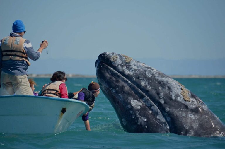A gray whale swam halfway across the world, setting a new record