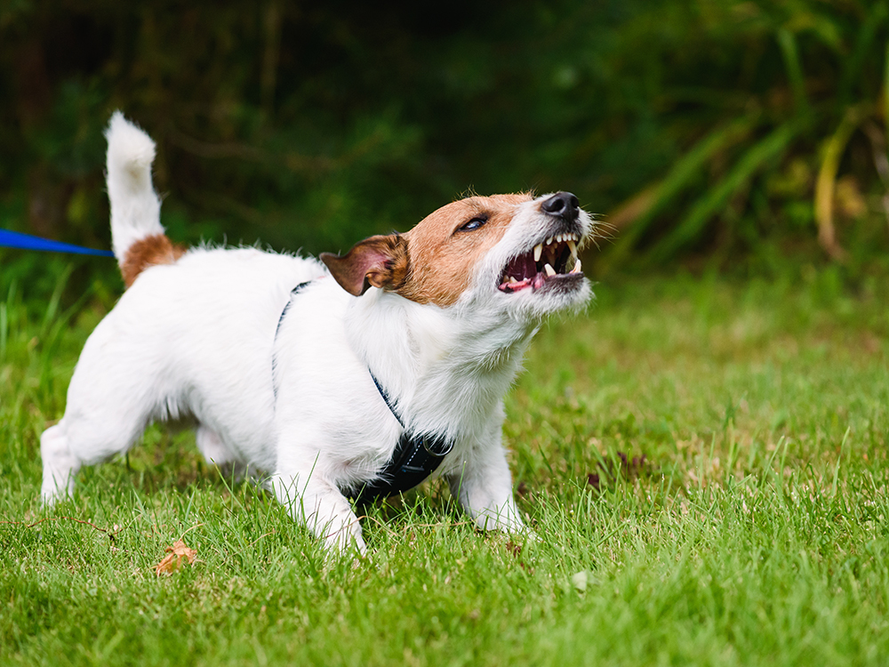 Dog Hackles: Why Do Dog’s Hairs Stand Up?